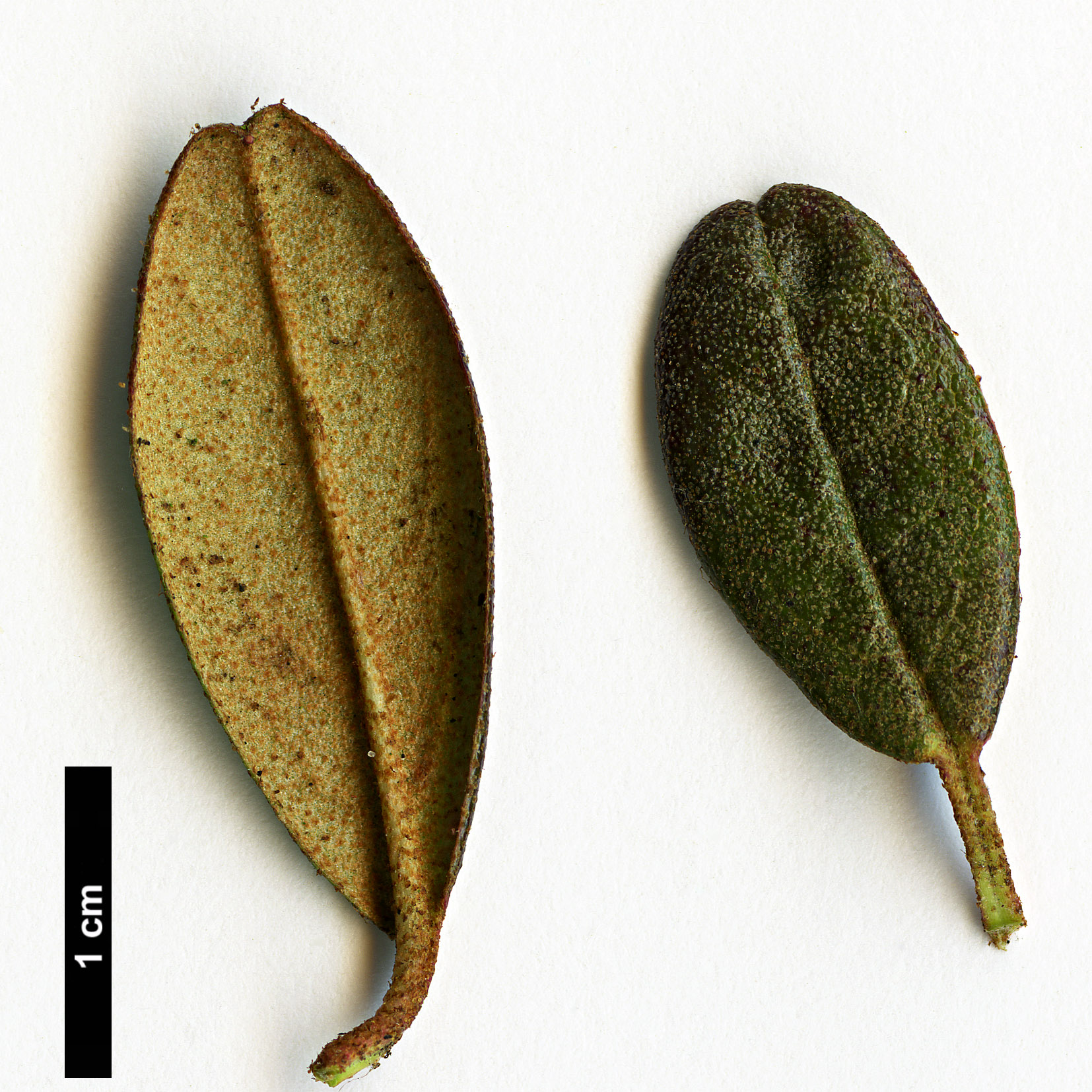 High resolution image: Family: Ericaceae - Genus: Rhododendron - Taxon: cephalanthum - SpeciesSub: subsp. cephalanthum Nmaiense Group